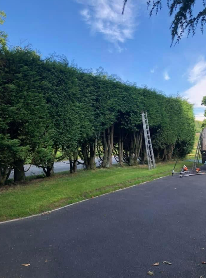 Tall hedge being trimmed neatly with a ladder